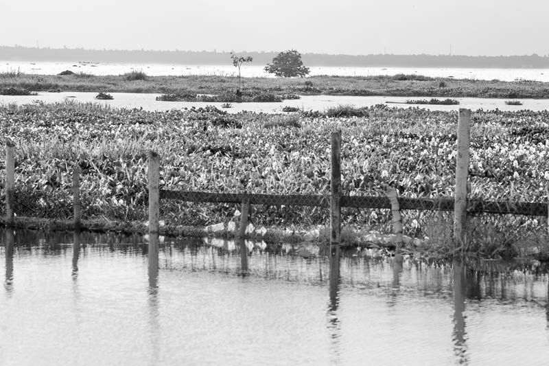 Mangrove restoration attempted at Regional Agricultural Research Station, Kumarakom in Kottayam district, Kerala